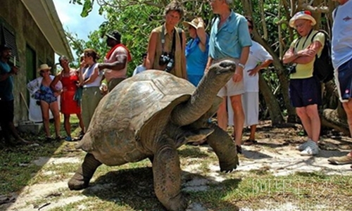 能活400岁，世界超大型又长寿的乌龟——象龟   